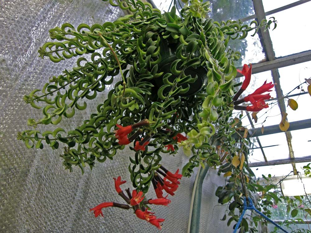 Висячие листья эсхинантуса