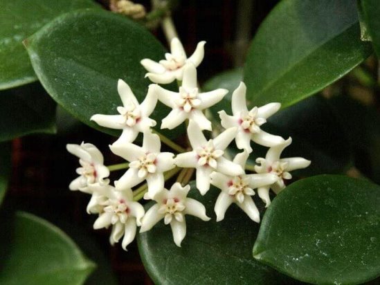Hoya Australis