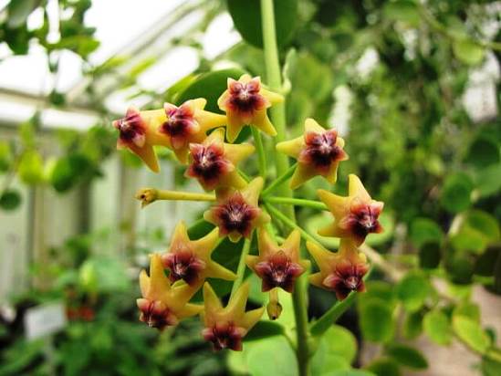 Hoya Caming