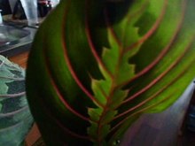 Файл: Maranta leuconeura var erythroneura.ogv
