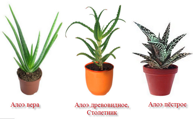 виды алого